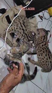 Javanese Leopard Cat Kittens #leopardcat #cat #pets