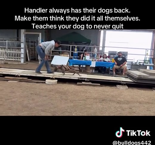 American Pit Bull Terrier Weight Pull Training