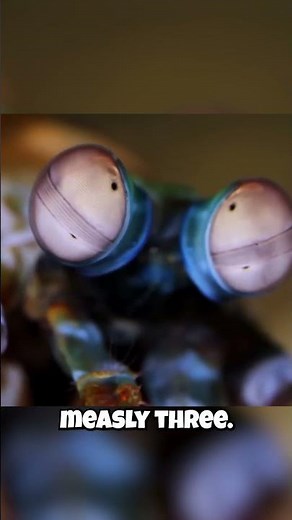 Mantis Shrimp: They See MORE Colors Than YOU?! 🌈🤯