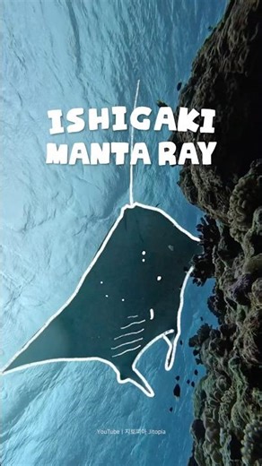 Manta rays of Ishigaki Island🫧