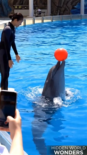 Trainer Throws Ball… Dolphin Does THIS! 🐬😲 #shorts #dolphin #wildlife