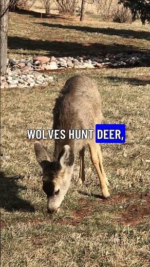 How Wolves Changed Yellowstone's Rivers