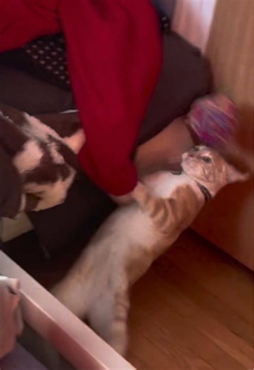 Funny Cat Edits That Make You Laugh