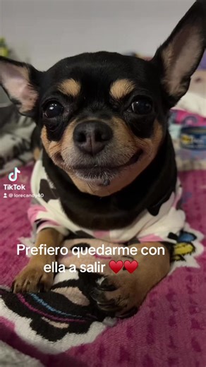 Videos de lorecandy40 (@lorecandy40) con “sonido original - Xiomy pets”