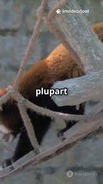 Découvrez le Panda Roux : Un Trésor Caché des Forêts