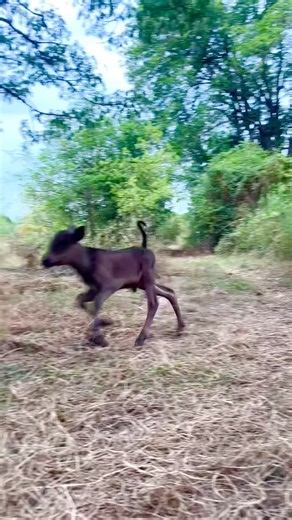 Playful Calf Sprinting Through Nature | Too Cute! #shorts #cow #animals #nature