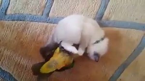 Parrot Playing With Tiny Kitten