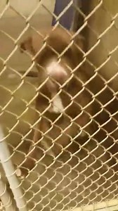 24 reactions · 69 shares | ADOPTED!! Big Spring, TX Big Spring Animal Shelter (433) 264-2372 URGENT! Euthanasia Date Tues., Dec. 22nd, 9AM Kennel 14 Male Pit x Releases 12/16 | Big Spring Animal Rescue Network | Facebook