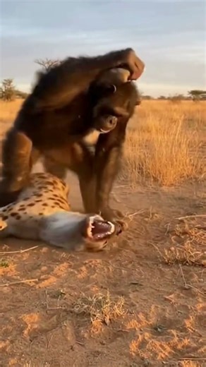 Can the Chimpanzee Overpower the Hyena