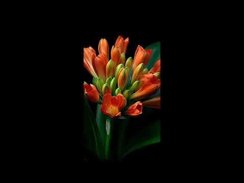 Clivia Blooming Timelapse | Symbol of Strength and Noble Beauty