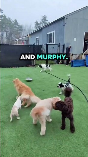 🏆 Watch This Dog Fly Through the Agility Course! #DogTraining #DogAgility #K9Training #DogShorts