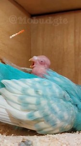 Budgie Babies: Cuteness Overload. #budgies #budgie #christmas #pets #petswatch #everyone #birds #mobudgie #parrots #cuteanimals | Mo Budgie