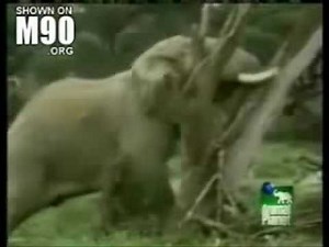 Karthago - Elefánt Dübörgés