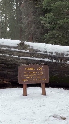 Exploring Tunnel Log | Must‑See Fallen Sequoia in Sequoia National Park