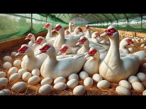 Muscovy Duck Farm - Muscovy Duck Eggs - Duck Breeding
