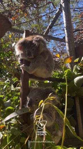 16K views · 950 reactions | Just how cute are Fudge and Thor together? RIP Thor 梁 | Friends of the Koala Inc. | Facebook