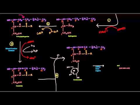 Sphingolipid Synthesis