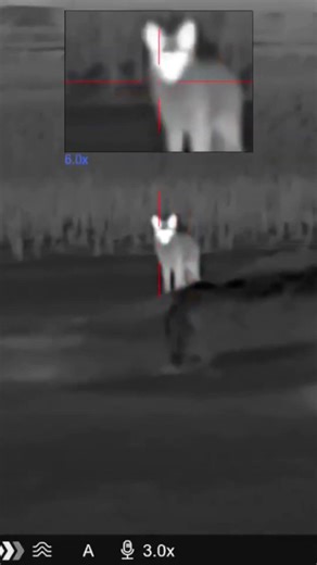 Red fox getting destroyed #fun #hunting #predator #goviral