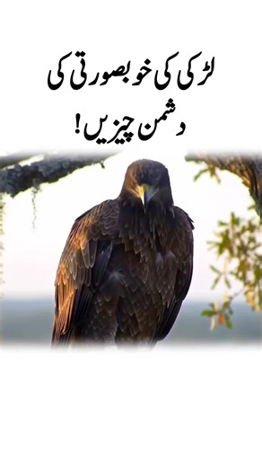 The Majestic Falcon Perched on a Tree Branch | TikTok