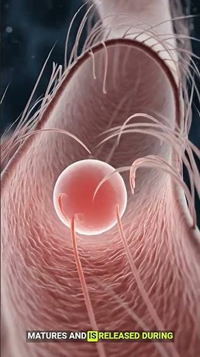 Menstrual Cycle & Ovulation Explained in 3D | Female Reproductive System Animation