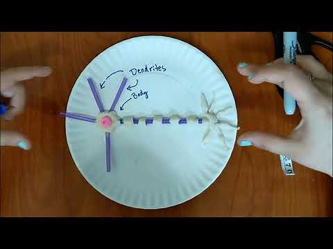 DIY Neuron Arts and Craft Video