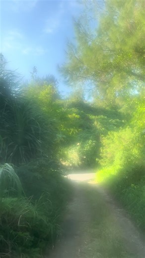 Serene Pathway Through Lush Greenery in Summer