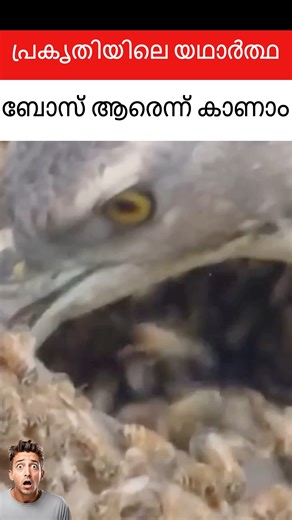 61K views · 345 reactions | The Fearless Honey Badger and the World...