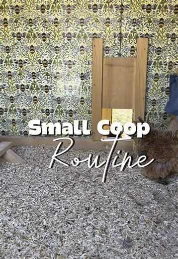 Chicken Coop Maintenance Routine for Healthy Hens