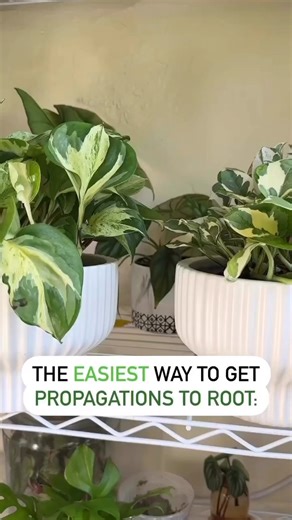 743K views · 2.9K reactions | THE EASIEST WAY TO GET PLANTS TO ROOT...
