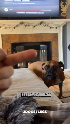 Staffy Core | Let me introduce you to the Goofy little tank known as the Boxer dog #boxerdog #boxerpuppy #boxer | Instagram