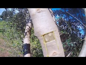 Grafting an Olive Tree!