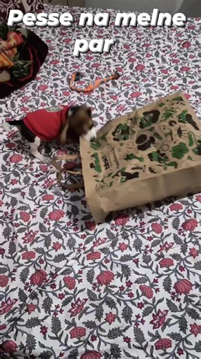 Pesse na melne par bella ne beg hi faad deya gusse me 😊😊😊😊❤️🫰🫰😍🥰🤩🙋🙋 #shortsreels #trendingreel #shortviral #beaglepuppylife #beaglepuppylove #shovideo #tranding #beagle | Hemlata Sharma