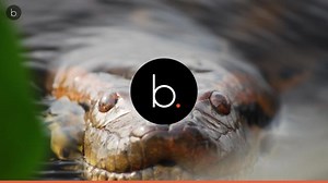 4 Of The Longest Snakes In The World