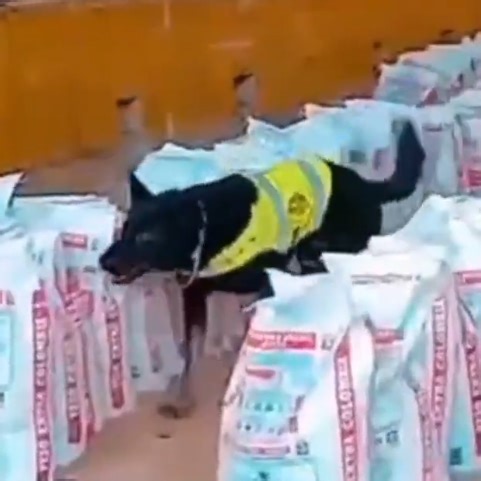 Dogs sniff out 14 tons of cocaine in Colombia, biggest bust in decade