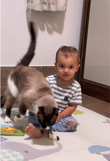Respondendo a @Dae eles se amam muito, toda manhã é isso, Nicolas acorda e Jesse já vem interagir e é desse jeitinho aí todo dia, dia todo. Um esfregando no outro, um dando cabeçada no outro 🤏🏼🥰