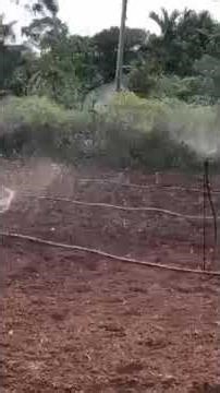 Sprinkler Irrigation Setup #SprinklerIrrigation #IrrigationSystem #SmartFarming
