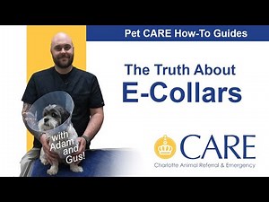 The Truth About E-collars - Pet CARE How-To Guides