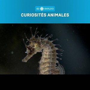 1.6K views · 24 reactions | Chez les hippocampes, les rôles sont inversés quand vient le temps d'avoir des enfants. La femelle transfère ses oeufs dans la poche ventrale du mâle, afin qu'ils soient fécondés. C'est lui qui porte ensuite les petits jusqu'à l'accouchement! Curiosités animales | L'hippocampe | Mardi 21 juillet à 18 h | ICI EXPLORA | Facebook