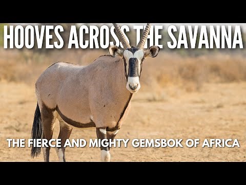 Hooves on the Savanna Africa’s Mighty Desert Survivor – The Gemsbok