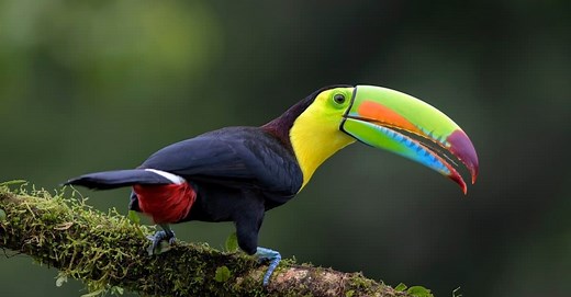 Keel-Billed Toucan