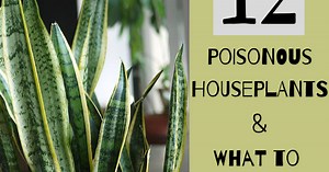 12 Poisonous Houseplants, Their Health Effects, and Safe Alternatives