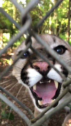 Beau Cougar showing us why cougars and other big cats don’t make good pets! He went from 🥺 to 😡 in a second! #fyp #tiger #foryou #animal #cougar