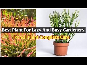 Pencil Cactus Plant Care Guide 🌵 | Complete Tips for Growing Euphorbia Tirucalli