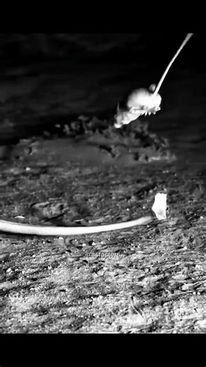Kangaroo Rat 🐭 Jumping for Survival!