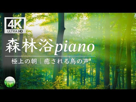 Beautiful Relaxing Music【Morning BGM】Relaxing Nature Sounds | Birdsong, Piano | For Stress Relief