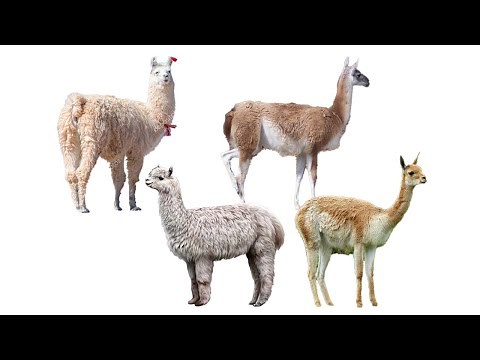 4 Species of Llamas | Family: Camelidae, Genus: Lama