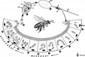 Nosema apis - Alchetron, The Free Social Encyclopedia