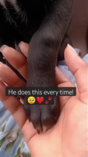 This is how he says I love you! 🐾❤#puppylife#doglove#dog #dogshorts#furbaby#fpy