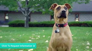 Watch the video to discover all the exciting activities you'll get to do as a Vet Tech! | Bel-Rea Vet Tech | Facebook