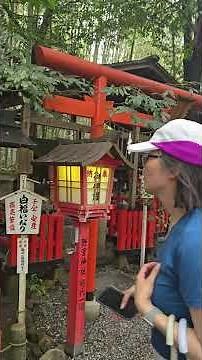 Moss garden around Arashiyama Bamboo Grove in Kyoto, Japan